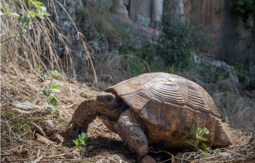 Balandžio 6-11 d.  Likijos takas, lengvai, be daiktų ir sunkių kuprinių, su automobilio palyda,Turkijoje